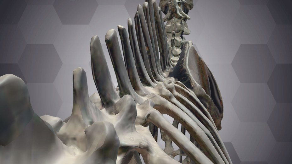 3D技术为维也纳自然历史博物馆的古老化石注入新生命