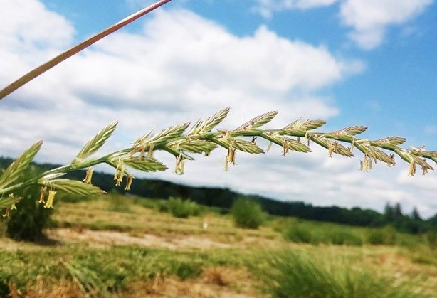 通过高通量表型提升农作物产量，Artec Space Spider功不可没！