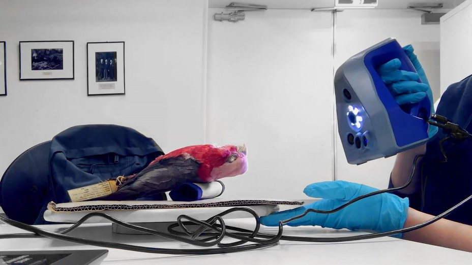 Artec Space Spider协助测量气候变化对鸟类体形的变化