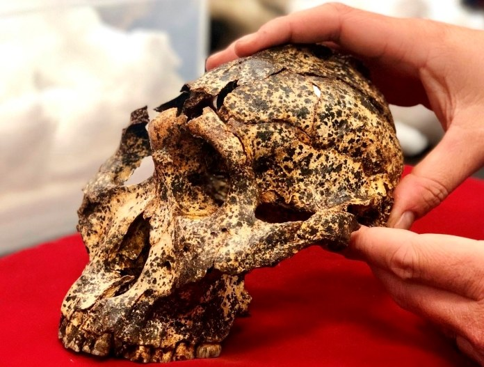 将200万年前的人类头骨碎片拼接重组？Space Spider做得到！