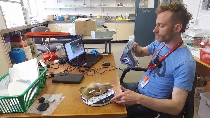 使用Artec 3D扫描仪探索灭绝物种袋狼的真实体型